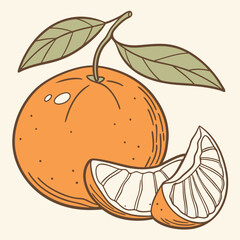 vector illustration of an orange