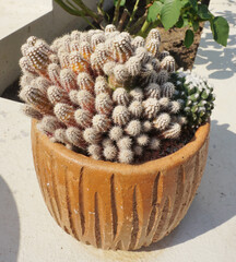 Close up shot of cactus in flower pot, Garden decoration