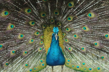 Species birds of the  family Pavo cristatus. Majestic Peacock Detailed View Head and Neck ...