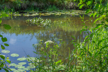 The small Grabia River in central Poland.