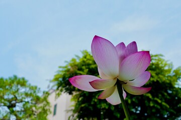 日本庭園の蓮の花
