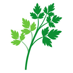  parsley-flower-on-white-background