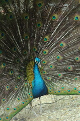 Obraz premium Species birds of the family Pavo cristatus. Majestic Peacock Detailed View Head and Neck displaying vibrant blue colors emerald details plumage showcasing iridescent feathers in full bloom