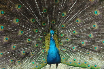 Species birds of the  family Pavo cristatus. Majestic Peacock Detailed View Head and Neck ...