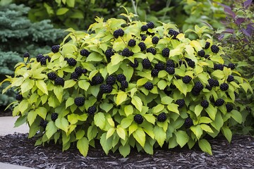 a chokeberry bush