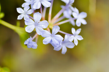 Obraz premium Cape leadwort, PLUMBAGINACEAE or Plumbago auriculata Lam and rain droplet