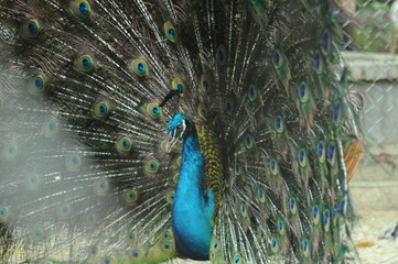 Species birds of the  family Pavo cristatus. Majestic Peacock Detailed View Head and Neck ...