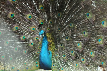 Naklejka premium Species birds of the family Pavo cristatus. Majestic Peacock Detailed View Head and Neck displaying vibrant blue colors emerald details plumage showcasing iridescent feathers in full bloom