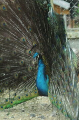 Species birds of the  family Pavo cristatus. Majestic Peacock Detailed View Head and Neck ...