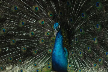 Fototapeta premium Species birds of the family Pavo cristatus. Majestic Peacock Detailed View Head and Neck displaying vibrant blue colors emerald details plumage showcasing iridescent feathers in full bloom