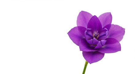 Fototapeta premium Purple Flower Isolated on White - Single purple flower, delicate petals, vibrant color, elegant bloom, springtime freshness. Symbolizes beauty, purity, new beginnings, growth, and serenity