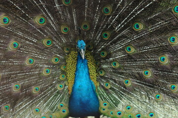 Species birds of the  family Pavo cristatus. Majestic Peacock Detailed View Head and Neck ...