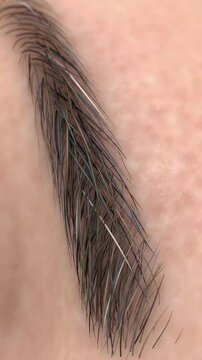 Detailed 4K Macro Shot of a Human Eyebrow with Dark and White Hairs on Light Skin Isolated on a White Background