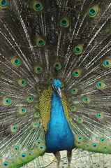 Fototapeta premium Species birds of the family Pavo cristatus. Majestic Peacock Detailed View Head and Neck displaying vibrant blue colors emerald details plumage showcasing iridescent feathers in full bloom