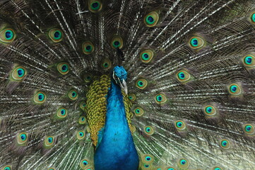 Species birds of the  family Pavo cristatus. Majestic Peacock Detailed View Head and Neck  displaying vibrant blue colors emerald details plumage showcasing iridescent feathers in full bloom