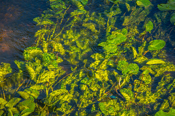 The small Grabia River in central Poland.