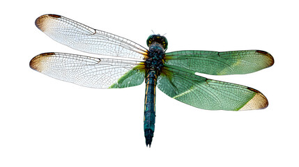 Dragonfly, detailed macro shot, isolated on transparent background