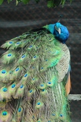 Species birds of the  family Pavo cristatus. Majestic Peacock Detailed View Head and Neck ...
