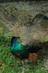 Obraz premium Species birds of the family Pavo cristatus. Majestic Peacock Detailed View Head and Neck displaying vibrant blue colors emerald details plumage showcasing iridescent feathers in full bloom