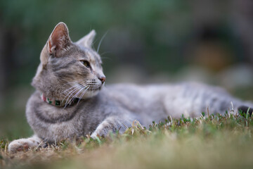 Fototapeta premium Relaxed and happy cat gets pleasure basking in the summer sun