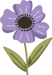 Purple anemone flower with green leaves, isolated on white background