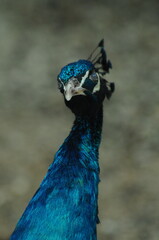 Naklejka premium Species birds of the family Pavo cristatus. Majestic Peacock Detailed View Head and Neck displaying vibrant blue colors emerald details plumage showcasing iridescent feathers in full bloom