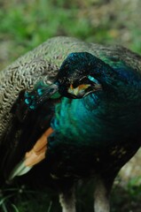 Species birds of the  family Pavo cristatus. Majestic Peacock Detailed View Head and Neck ...
