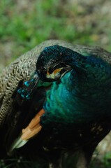 Species birds of the  family Pavo cristatus. Majestic Peacock Detailed View Head and Neck ...