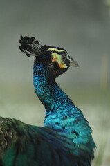 Species birds of the  family Pavo cristatus. Majestic Peacock Detailed View Head and Neck  displaying vibrant blue colors emerald details plumage showcasing iridescent feathers in full bloom