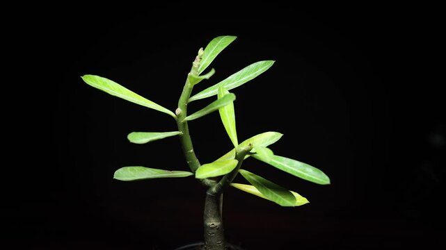 Close-Up 4k Video of Adenium Desert Rose Plant with Thick Stem,  Leaves and Root | High Definition Video of Adenium Plant with Dark Background