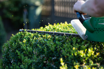 Shrub pruning, gardening and cutting concept.