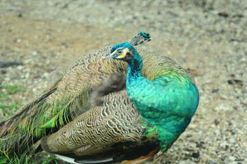 Species birds of the  family Pavo cristatus. Majestic Peacock Detailed View Head and Neck ...