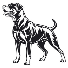 Obraz premium Powerful Athletic Rottweiler Dog Standing Proudly with a Loyal Expression