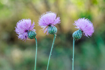 Mantisalca, Centaurea salmantica. Dagger flower, inflorescences of the plant.
