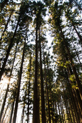 low-angle view of the cedar trees
