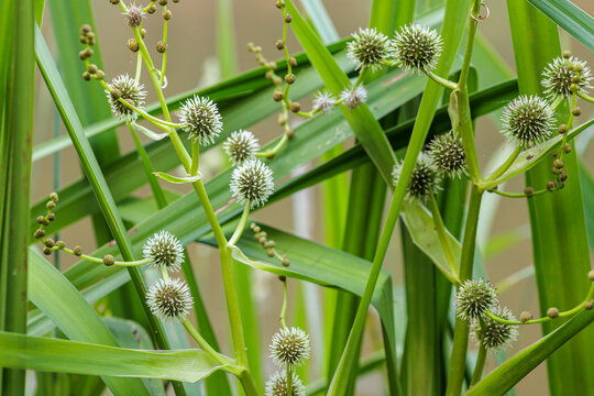 Sparganium erectum. Branched bur reed plants or dung junco with their inflorescences.