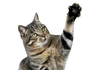 Tabby cat raising its paw in a playful gesture isolated on transparent background