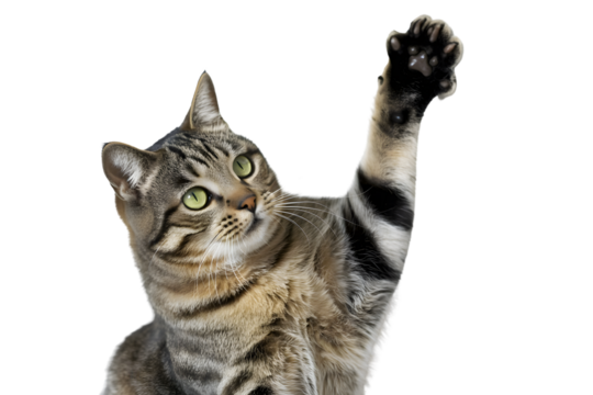 Tabby cat raising its paw in a playful gesture isolated on transparent background
