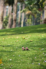 A couple of sparrow on the grass