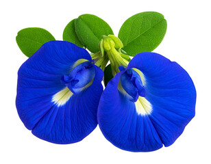  Two Vibrant Blue Butterfly Pea Flowers with Leaves and Seed Pods on White Textured Background PNG