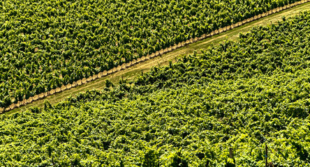 Vignobles du MADIRAN à Crouseilles au pied des Pyrénées, le tannâtes est le principal cépage