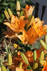bouquet of yellow lilies