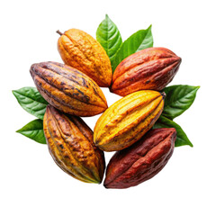  Fresh cocoa fruits on transparent
