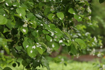 green leaves background