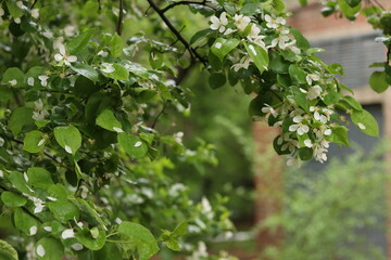 tree in the garden