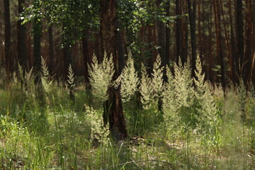 forest in the forest