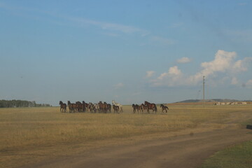 horses on the road