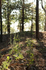 path in the forestin the forest 