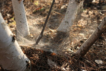 autumn in the forest