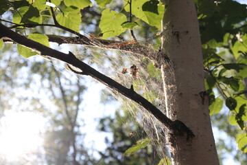 bird on a tree